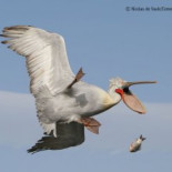 Vida salvaje cómica: Finalistas del 2016 del premio de fotografía