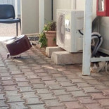 Defensa tendrá que responder por el maltrato animal del Líbano, mientras los mandos buscan al filtrador