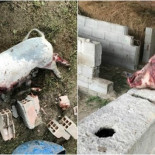 Detenidos cinco jóvenes por torturar animales y difundirlo en Internet