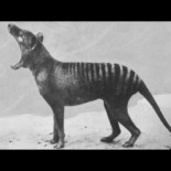 Imágenes de animales extintos