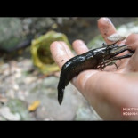 Primitive Technology: Trampa para crustáceos