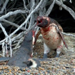 Pelea de pingüinos cuando el marido vuelve a casa y se encuentra a su mujer con otro