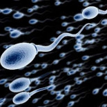 El hombre pierde 1mg de zinc con cada eyaculación