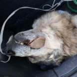 Nuevo ataque a un vehículo de los Agentes del Medio Natural