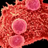 CRISPR: La edición de genes, probada por primera vez en humanos [ENG]