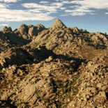 El lobo ibérico caza cabras montesas en La Pedriza