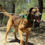 Entregar “perros escolta” a las mujeres víctimas de violencia de género es una muy mala idea