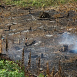 Indonesia, arrasada por los cultivos de aceite de palma