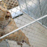 Asaltan un refugio municipal en Valencia y agreden a varios animales