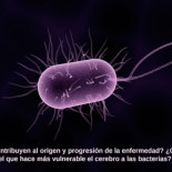 Investigación encuentra niveles elevados de E coli en el cerebro de personas con alzhéimer