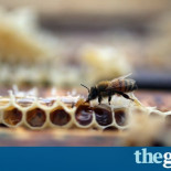 Miel Cubana la mejor del mundo...por el embargo