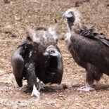 El Gobierno impugna ley balear incómoda para la familia March