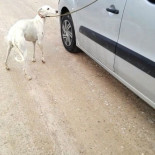Denunciado por agredir a una mujer que le pidió no llevar su galgo atado a la furgoneta