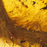 Encuentran la cola de un dinosaurio preservada en ámbar