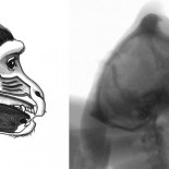 Así sonaría un macaco hablando si su cerebro se lo permitiera (ING)
