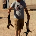 Derriban una granja en Fuerteventura con 600 cabras en el interior