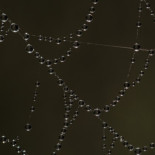 Gusanos bioluminescentes vomitan hilos de seda con gotas de orina para atrapar a sus presas (ING)