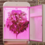 Desarrollan una "nevera" que cultiva marihuana y te avisa por mensaje cuando está lista