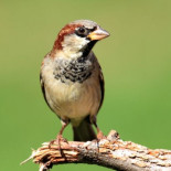 España ha perdido más de 12 millones de gorriones en 2016