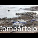 Vídeo con imágenes inéditas sobre la catástrofe del Mar Menor