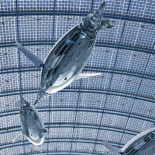 Sorprendentes y fascinantes robots voladores