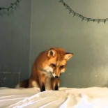 Zorro cree que las sábanas son nieve