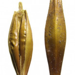 Años sembrando campo canario con reliquia, cebada prehispánica