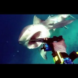 Buceador repele el ataque de un tiburón por los pelos