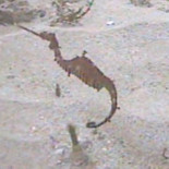 Filman el primer dragón marino rojo en libertad