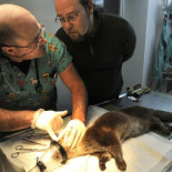 La nutria del Duero, tiroteada