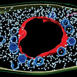 Descubren cómo los virus 'secuestran' la maquinaria celular (ING)