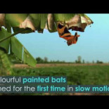 El murciélago que parece una mariposa