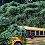 Kudzu, la planta japonesa que devora el sur de los Estados Unidos