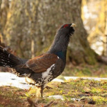 La población más rara  de urogallos del mundo habita en León, pero está desprotegida