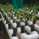 Sistema SABI o cómo una familia puede producir 190 kilos de alimentos en 6 meses