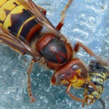 Unió de Pagesos: "De aquí a tres años no quedará ni una abeja en Cataluña" [CAT]