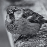 Carta abierta de un gorrión común a La Moncloa