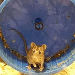 Esto es lo que pasa cuando dejas una rueda de hacer ejercicio al alcance de ratones en libertad