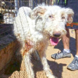 Piden 40 años de cárcel para el cazador de Madrid acusado de maltratar a 54 perros