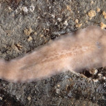 Descubren en la Ría de Arousa un nuevo animal marino