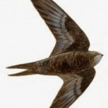 Como diferenciar vencejo, golondrina y avión