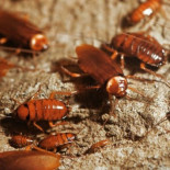 Extraen una cucaracha viva del cráneo de una mujer que tenía una extraña sensación de hormigueo