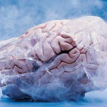 El sueño criogénico