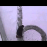 Como trolear a los transeúntes después de una gran nevada