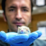 El chileno que puede curar la ELA