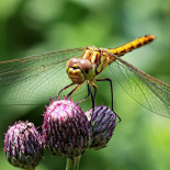 Los aerogeneradores inspirados en las alas de los insectos son un 35% más eficientes (ENG)