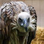 Otra cláusula abusiva. Los bancos ceden las hipotecas a terceros sin comunicárselo a los deudores