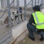 Un hombre de 66 años muere por las dentelladas de 5 perros que se escaparon de una finca