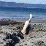 La ciencia de como el comportamiento se hereda en los perros agresivos [ENG]