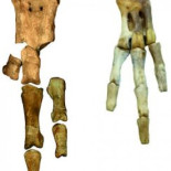 Descubierto el fósil de pingüino gigante que existió hace más de 61 millones de años